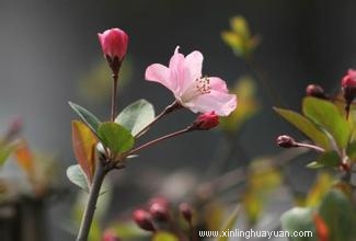 意象对话咨询