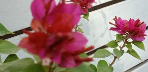 第421期心理沙龙 - 第1张  | 心灵花园网